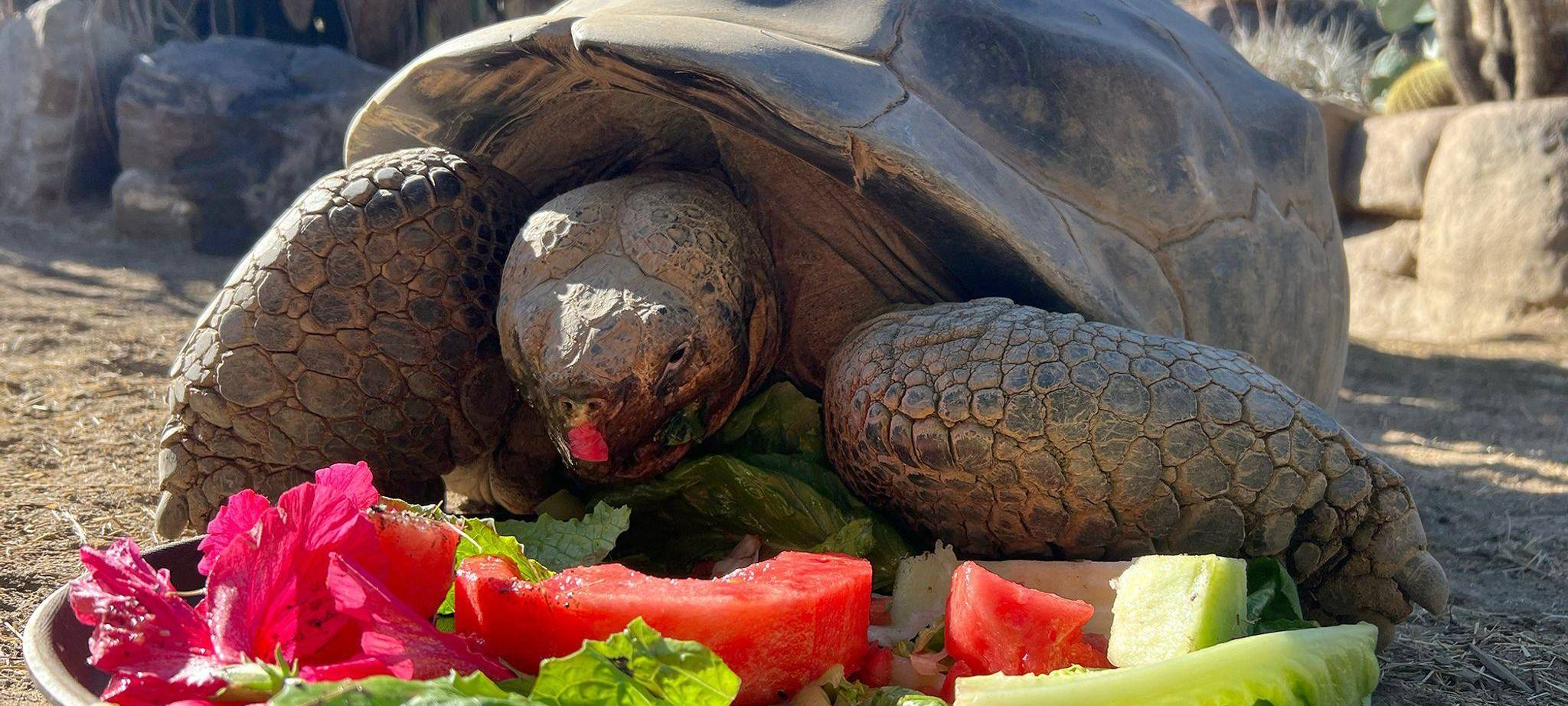Galapagos-Schildkröte im Zoo von San Diego