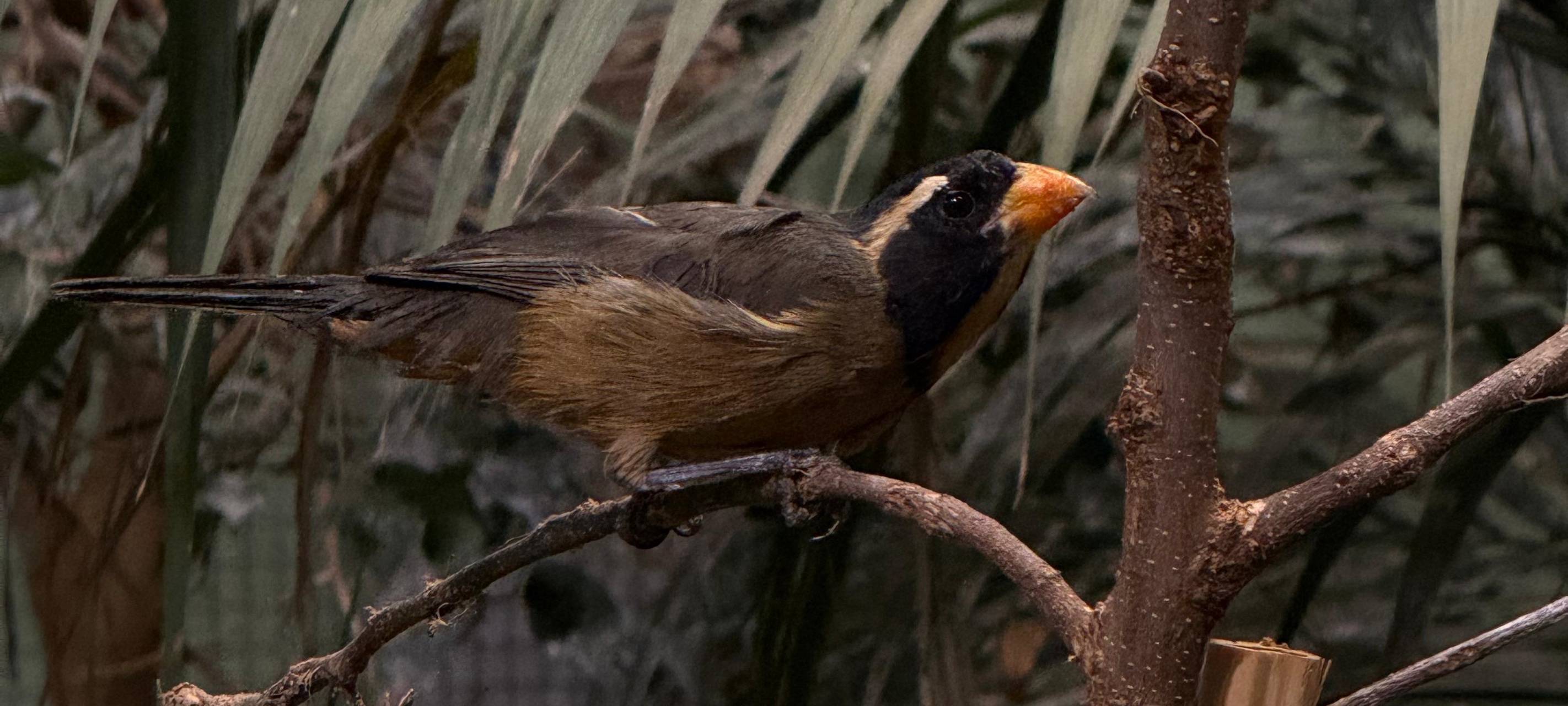 Illegaler Wildtier-Handel aufgeflogen: Zoo Duisburg leistet Amtshilfe