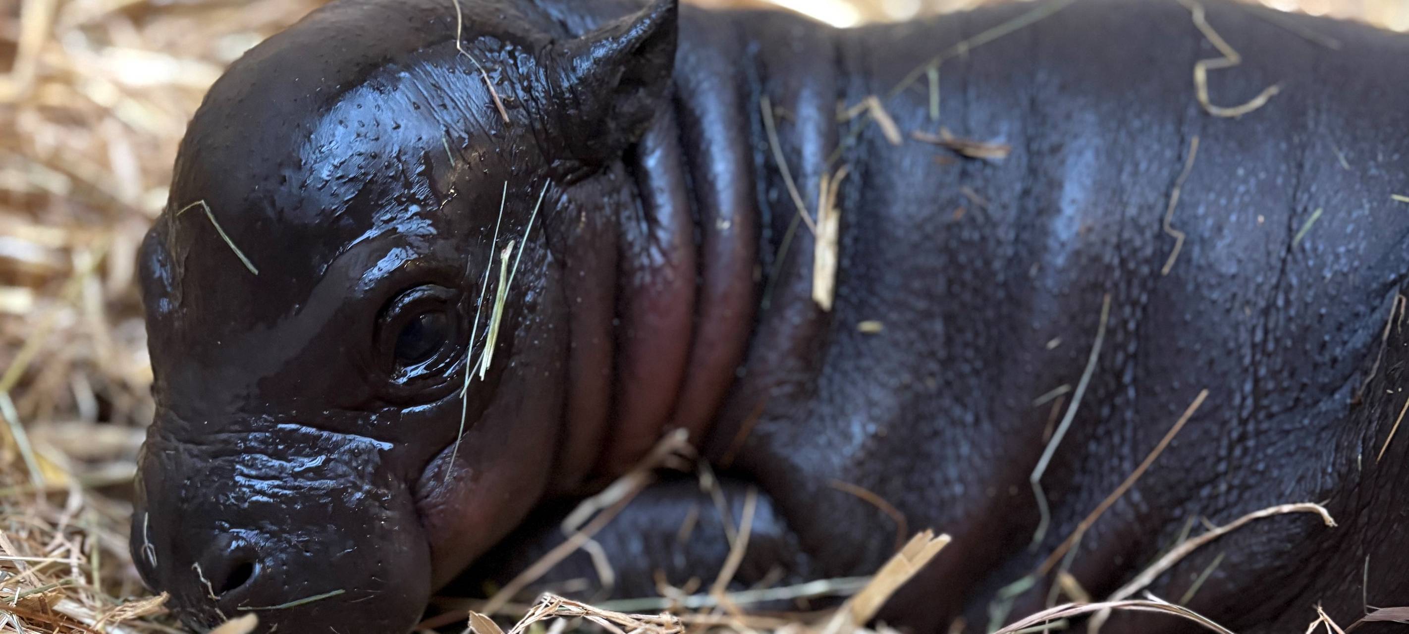 Das frischgeschlüpfte Baby-Hippo Panya macht es sich im Stroh gemütlich und guckt mit seinen Kulleraugen in die Kamera