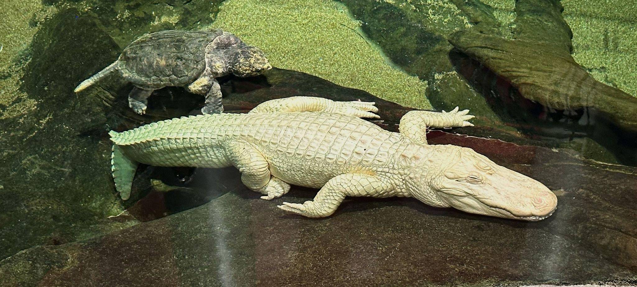 Albino-Alligator Claude gestorben