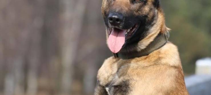 Drogenspürhund Buddy konnte einen mutmaßlichen Drogendealer ausfindig machen.