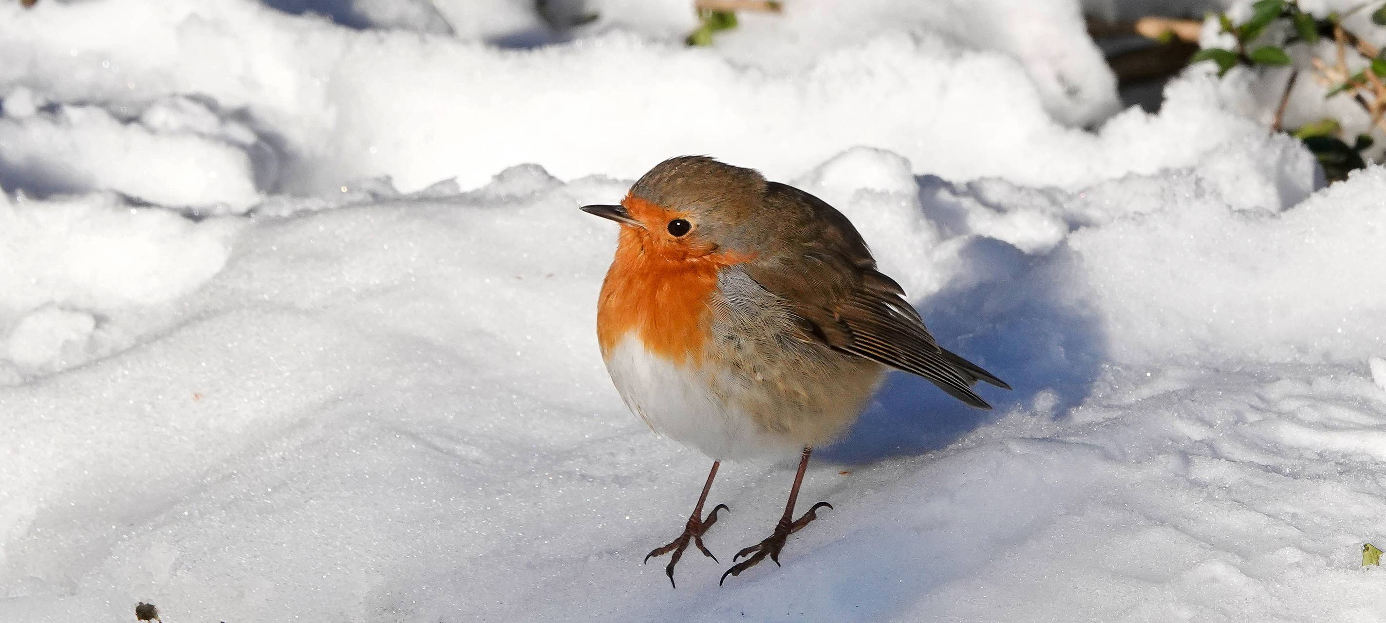 Vögel im Winter richtig füttern: Darauf sollte man achten