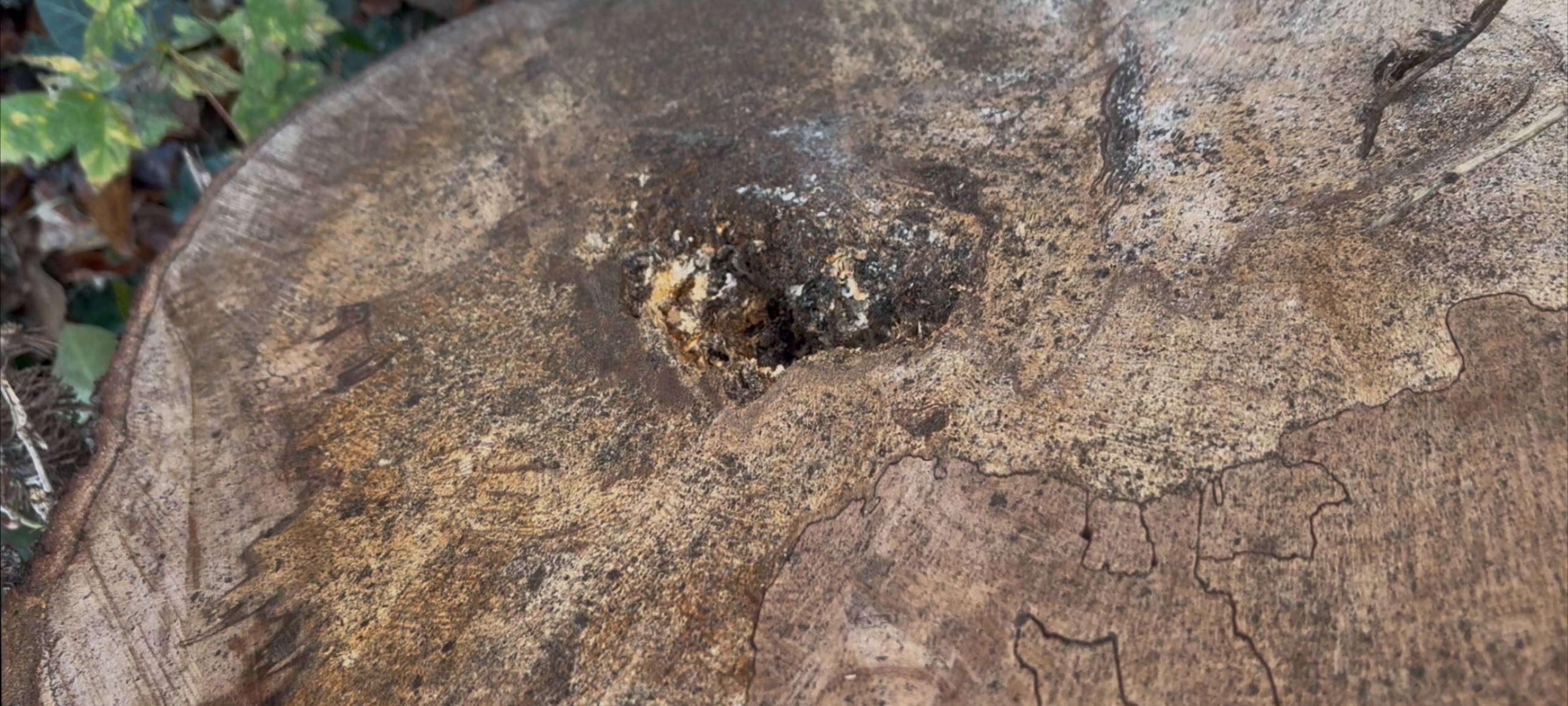 Die Fällung macht sichtbar, wie massiv der Pilz die Buchen befallen hat.