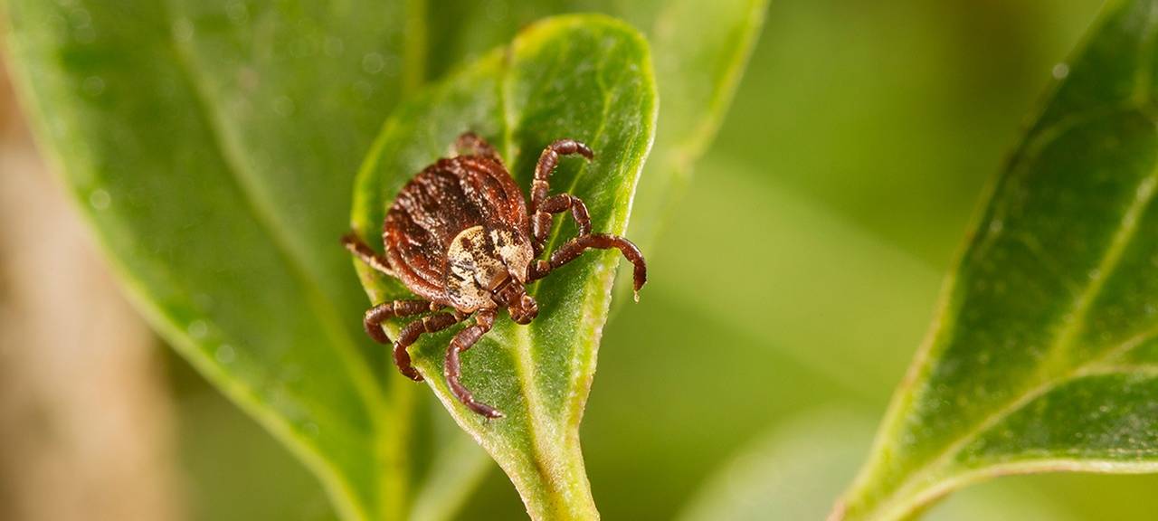 Vorsicht! Zecken-Alarm in Duisburg