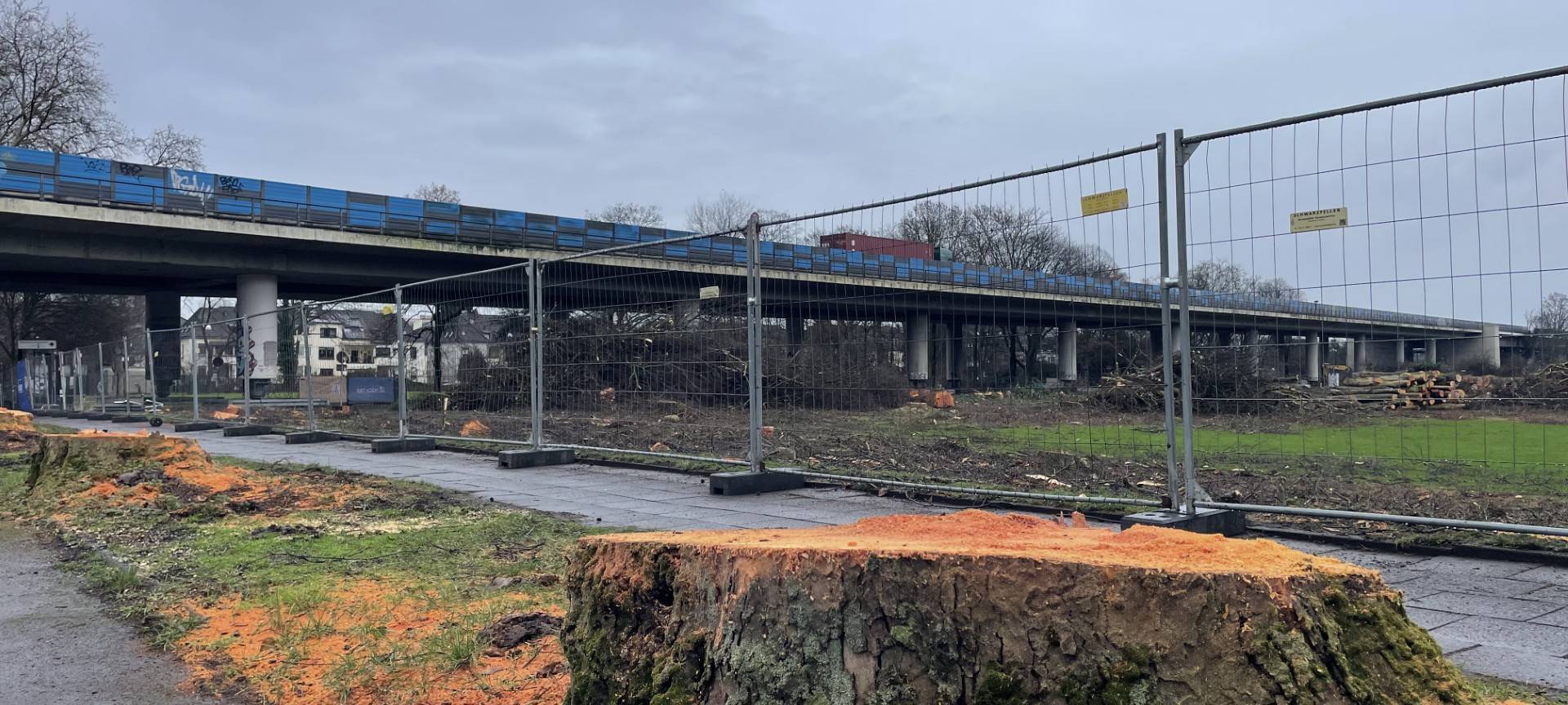 Baumfällungen im Stadtpark Meiderich