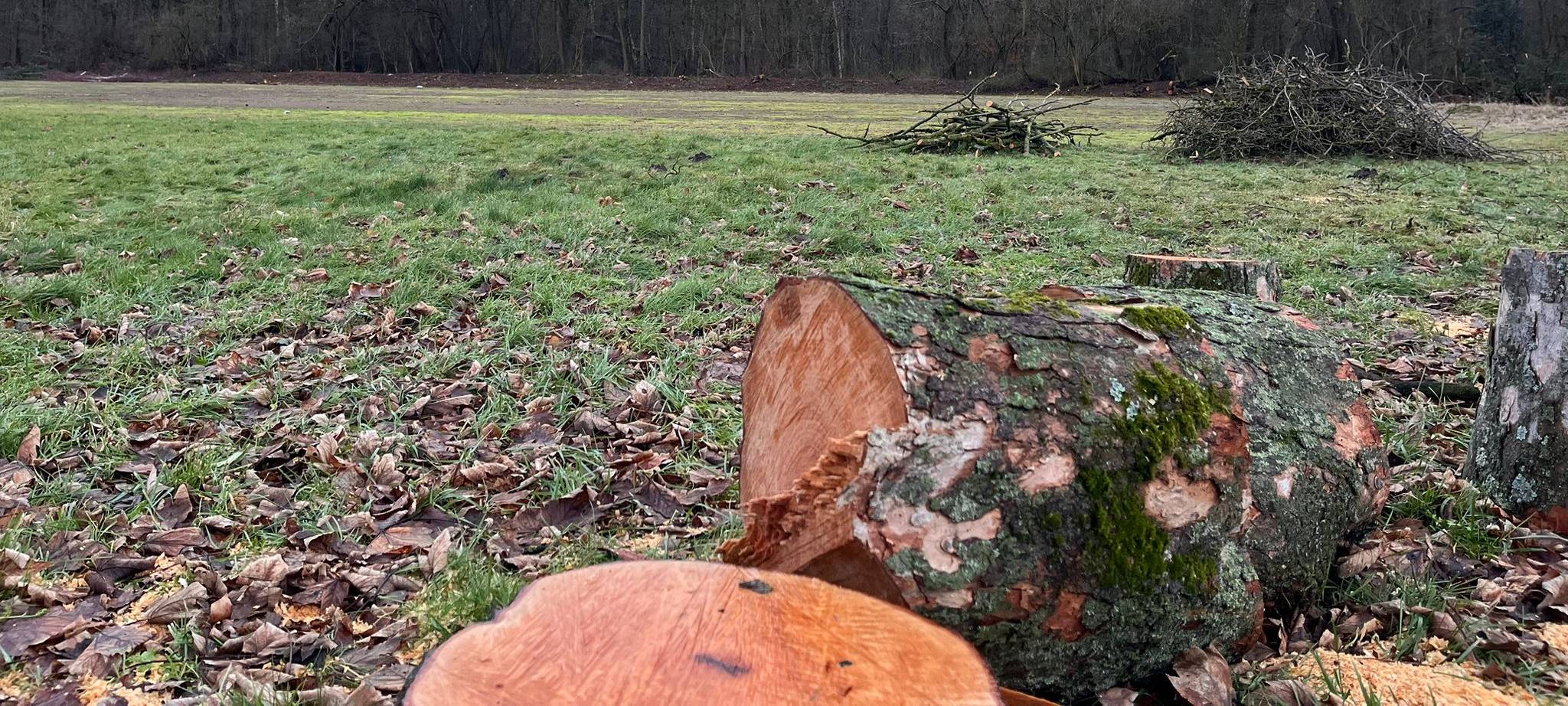Duisburg Flying Bats suchen Unterstützung: Neuer Baseballplatz soll in Bissingheim entstehen