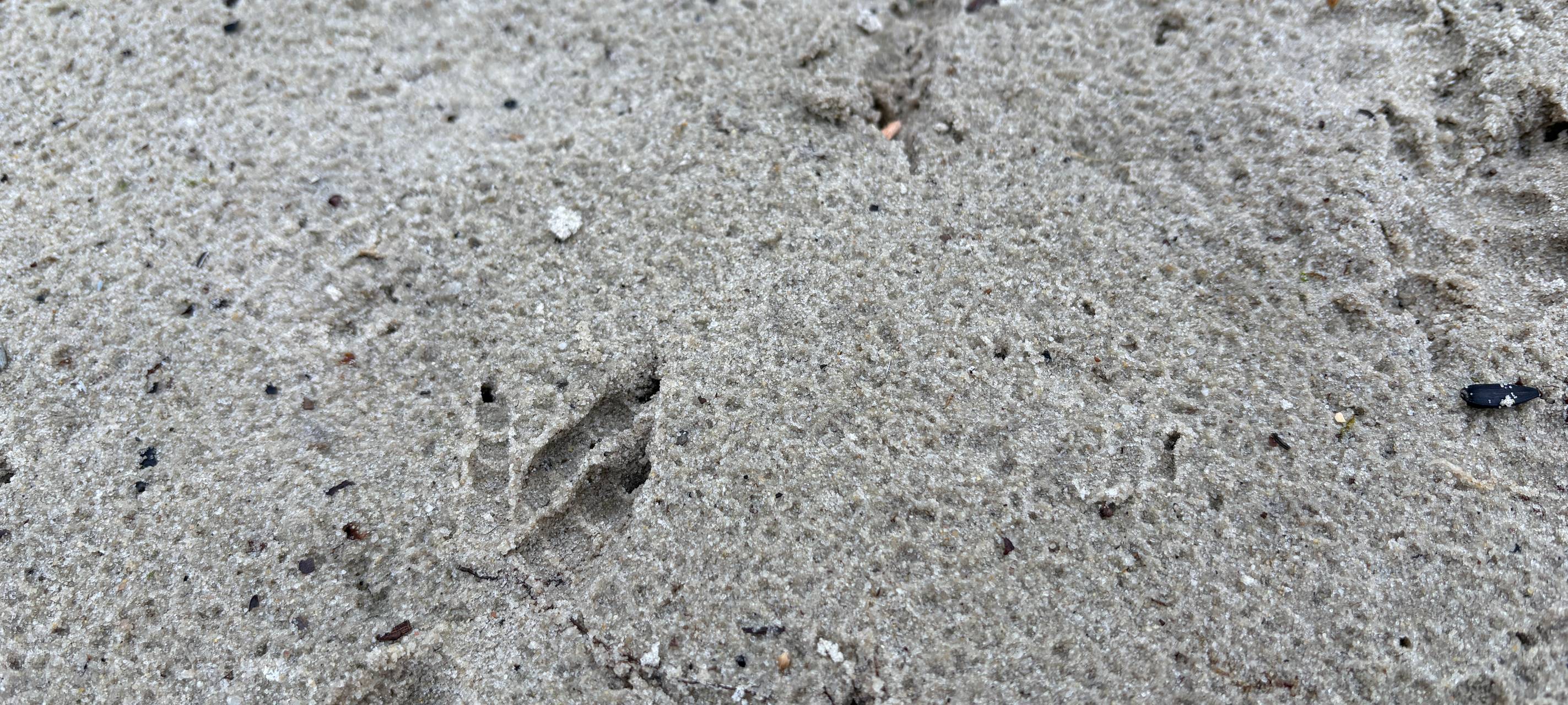 Zum Üben von Fährtenlesen hat er auf seinem Grundstück im Süden Duisburgs einen Sandkasten, durch den regelmäßig Tiere stapfen.