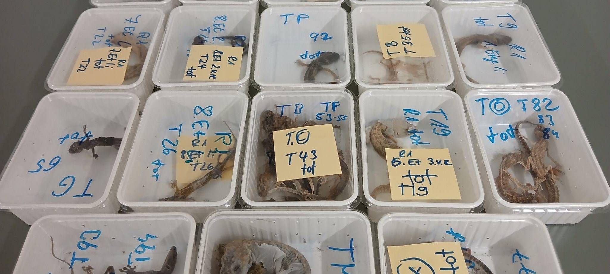 32 tote Geckos gefunden