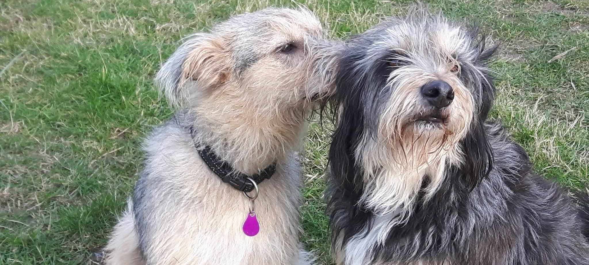 Anjas Hunde Anouk und Max