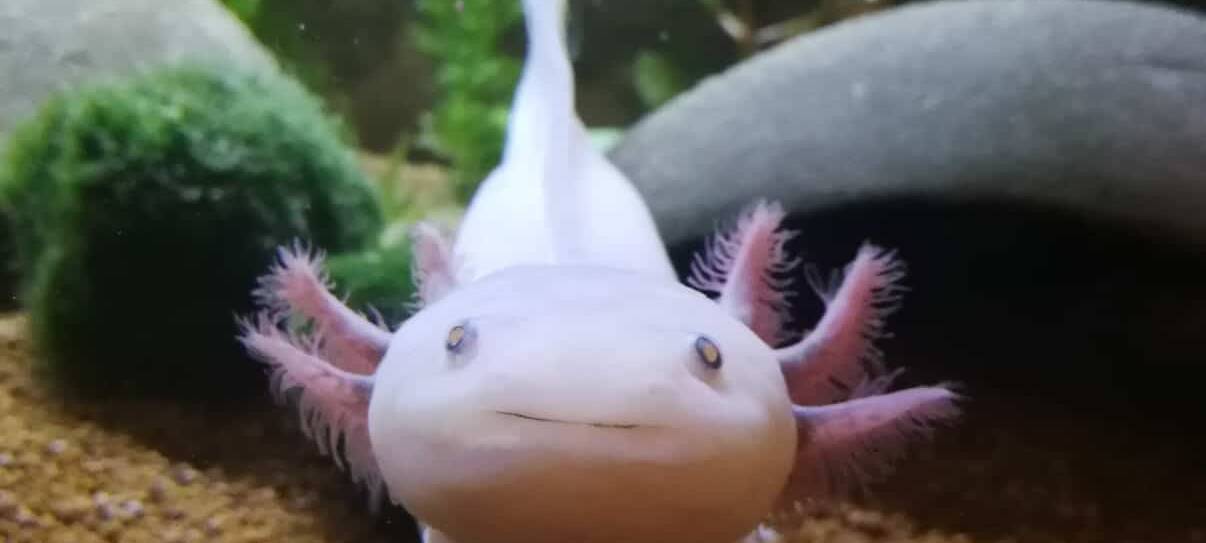 Annis Axolotl