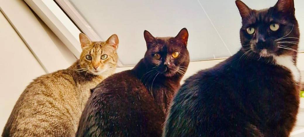 Beckys drei Katzen