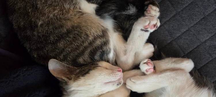 Eure schönsten Haustier-Fotos zum „Liebe-dein-Haustier-Tag“