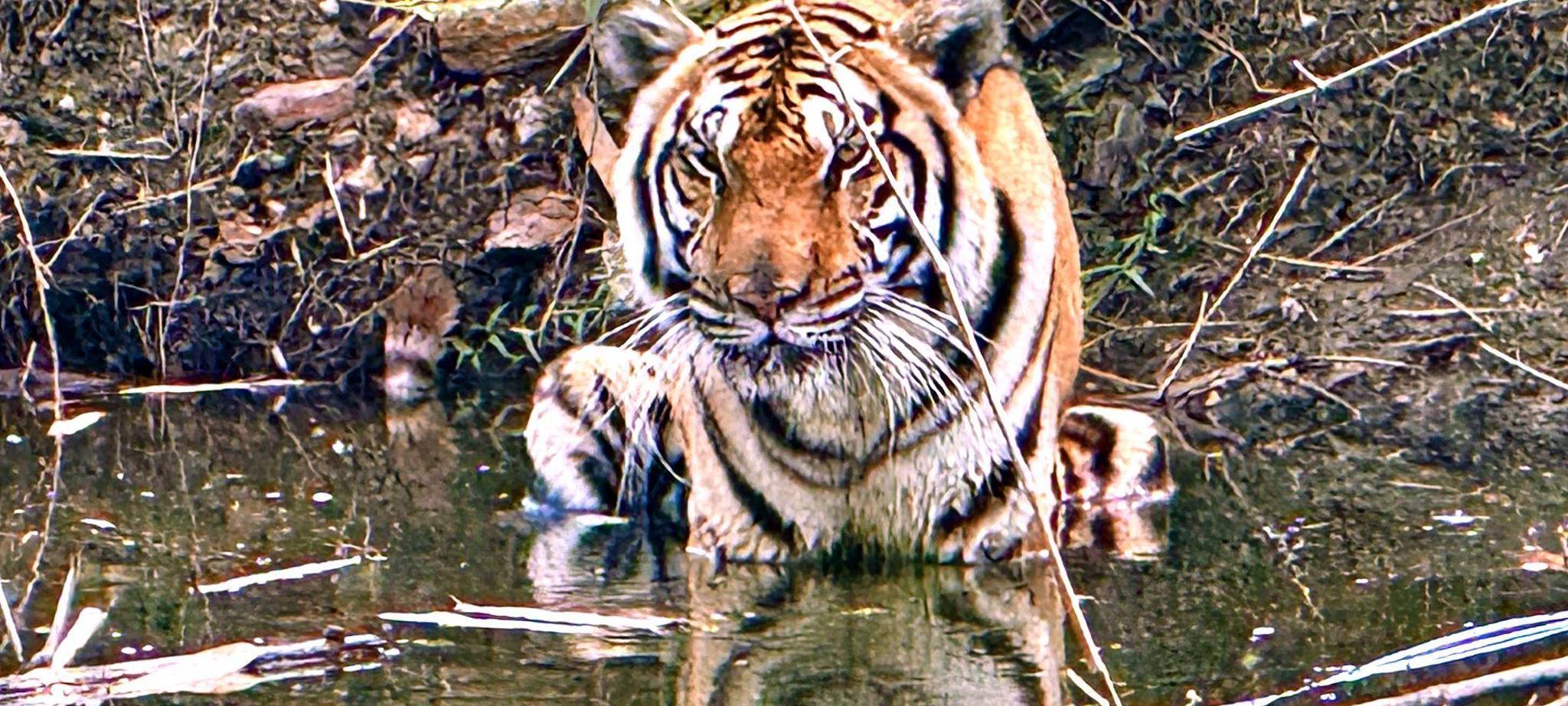 72 Tiger in Thailand verendet