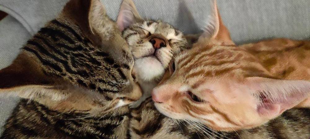 Eure schönsten Haustier-Fotos zum „Liebe-dein-Haustier-Tag“