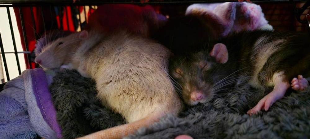 Eure schönsten Haustier-Fotos zum „Liebe-dein-Haustier-Tag“