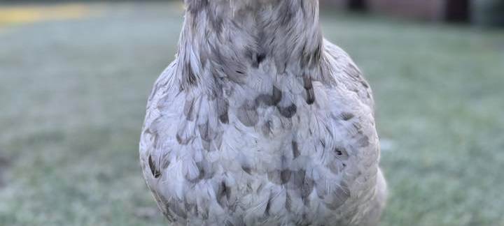 Claudias Huhn Frau Hermann