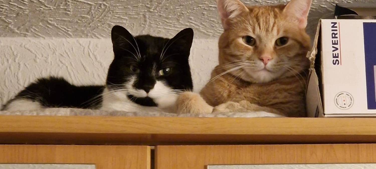 Eure schönsten Haustier-Fotos zum „Liebe-dein-Haustier-Tag“