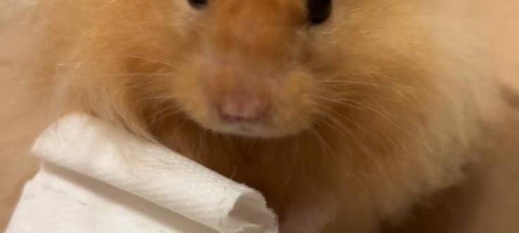 Petras Hamster Strubbel