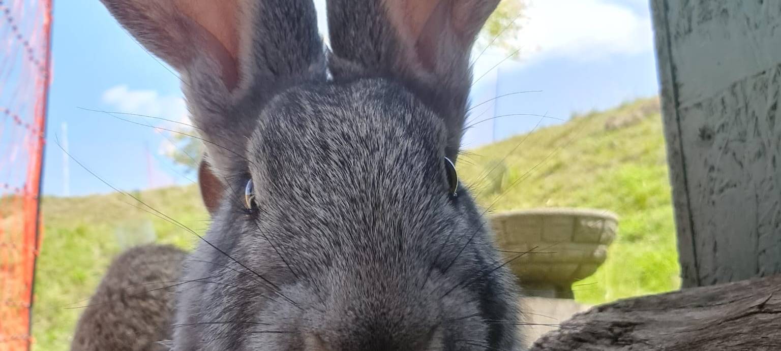 Eure schönsten Haustier-Fotos zum „Liebe-dein-Haustier-Tag“