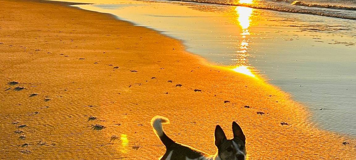 Eure schönsten Haustier-Fotos zum „Liebe-dein-Haustier-Tag“