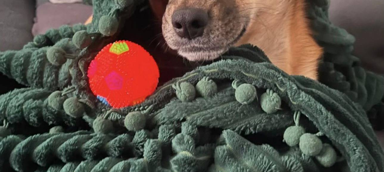 Eure schönsten Haustier-Fotos zum „Liebe-dein-Haustier-Tag“