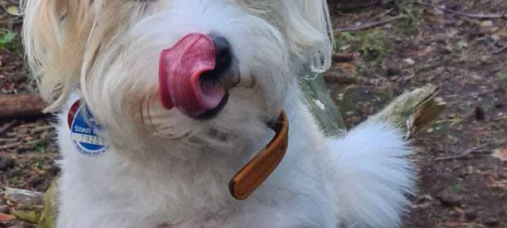 Eure schönsten Haustier-Fotos zum „Liebe-dein-Haustier-Tag“