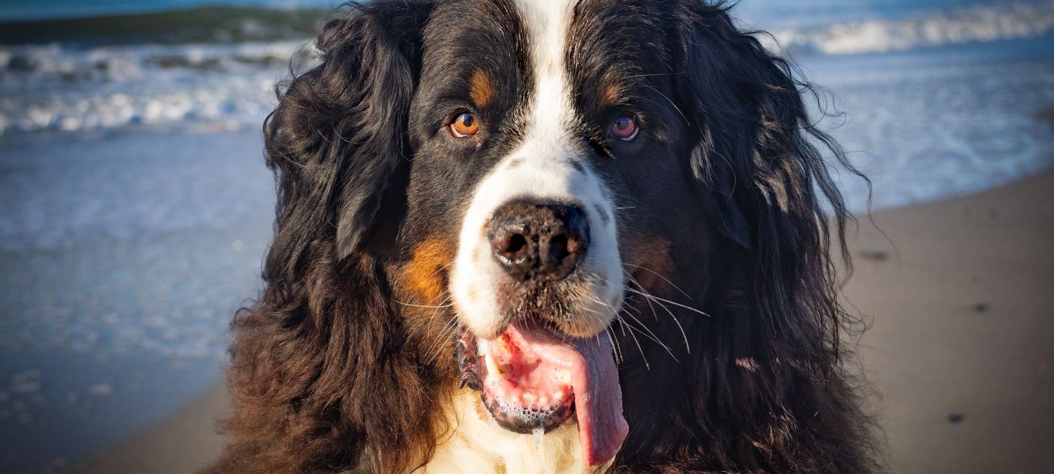 Eure schönsten Haustier-Fotos zum „Liebe-dein-Haustier-Tag“