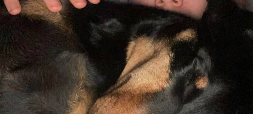 Hund Max mit seinem Besitzer Fabian