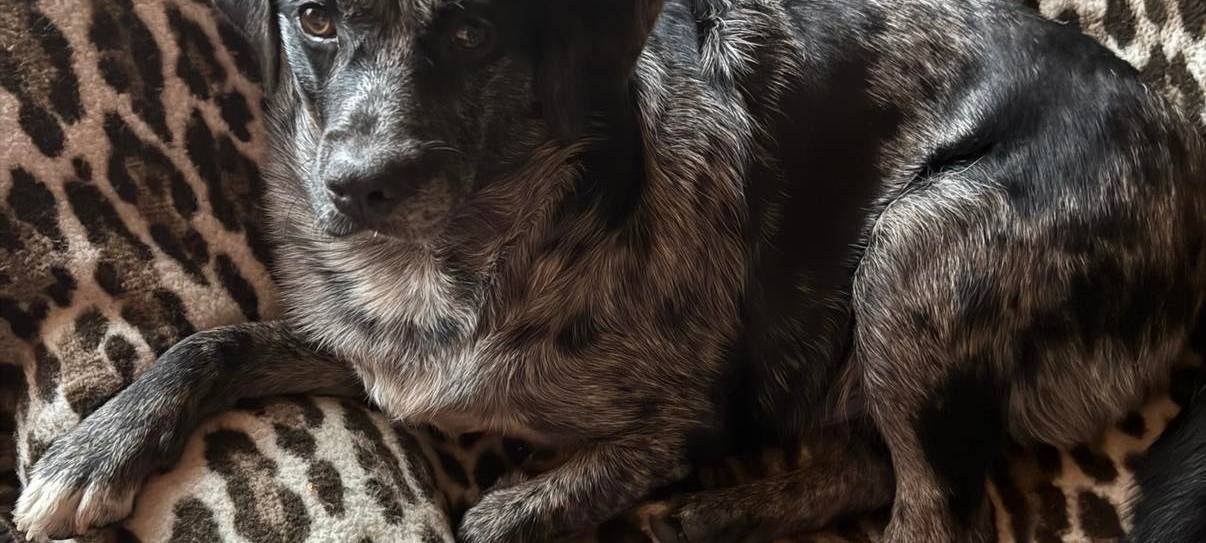 Eure schönsten Haustier-Fotos zum „Liebe-dein-Haustier-Tag“