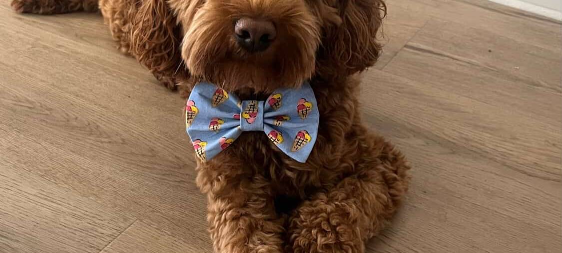 Eure schönsten Haustier-Fotos zum „Liebe-dein-Haustier-Tag“