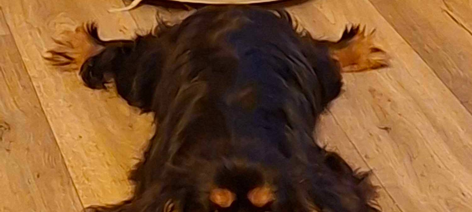 Eure schönsten Haustier-Fotos zum „Liebe-dein-Haustier-Tag“