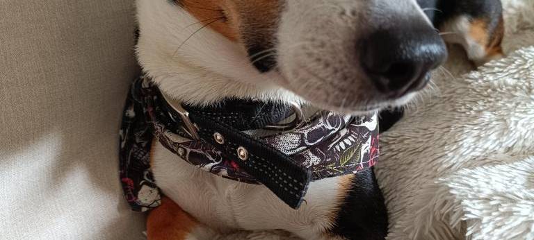 Eure schönsten Haustier-Fotos zum „Liebe-dein-Haustier-Tag“