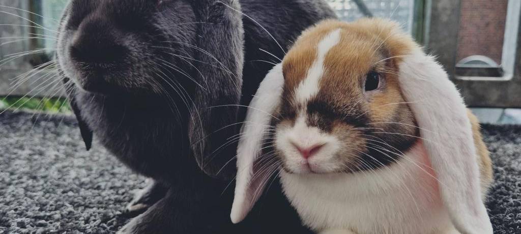 Eure schönsten Haustier-Fotos zum „Liebe-dein-Haustier-Tag“