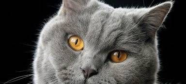 Vanessas Katze Buddy