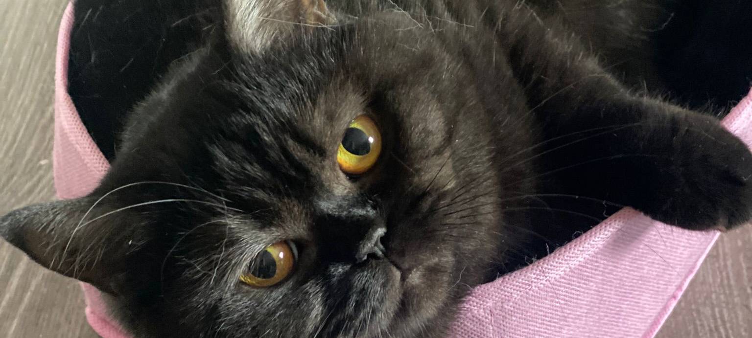 Eure schönsten Haustier-Fotos zum „Liebe-dein-Haustier-Tag“