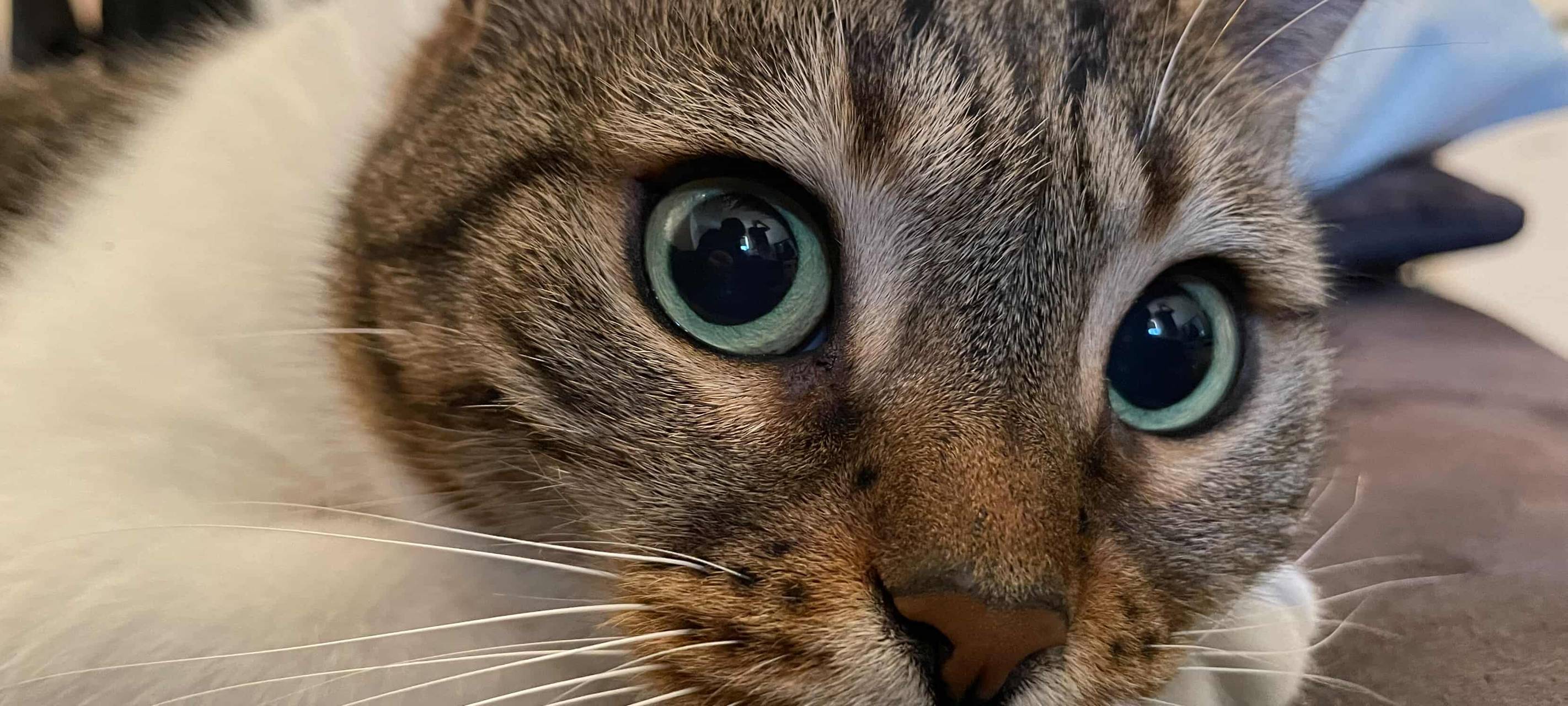 Eure schönsten Haustier-Fotos zum „Liebe-dein-Haustier-Tag“