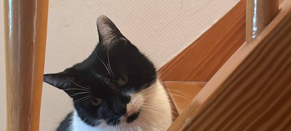 Eure schönsten Haustier-Fotos zum „Liebe-dein-Haustier-Tag“