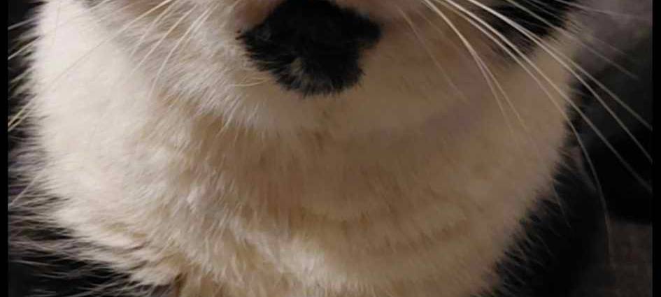 Eure schönsten Haustier-Fotos zum „Liebe-dein-Haustier-Tag“