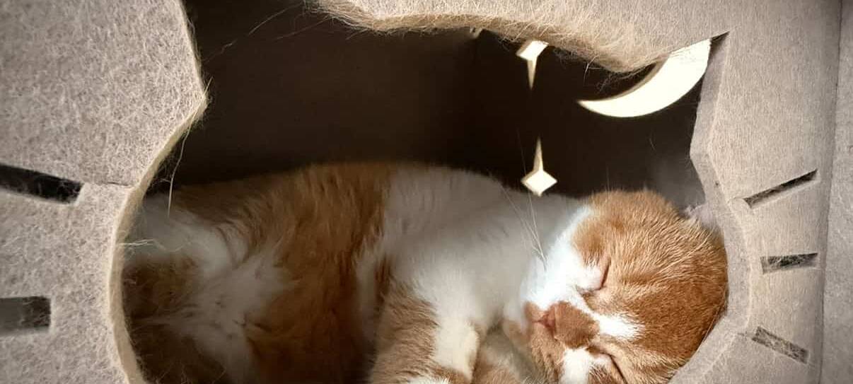 Eure schönsten Haustier-Fotos zum „Liebe-dein-Haustier-Tag“