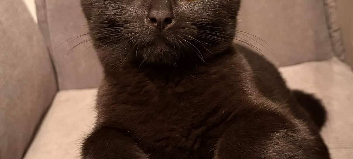 Eure schönsten Haustier-Fotos zum „Liebe-dein-Haustier-Tag“