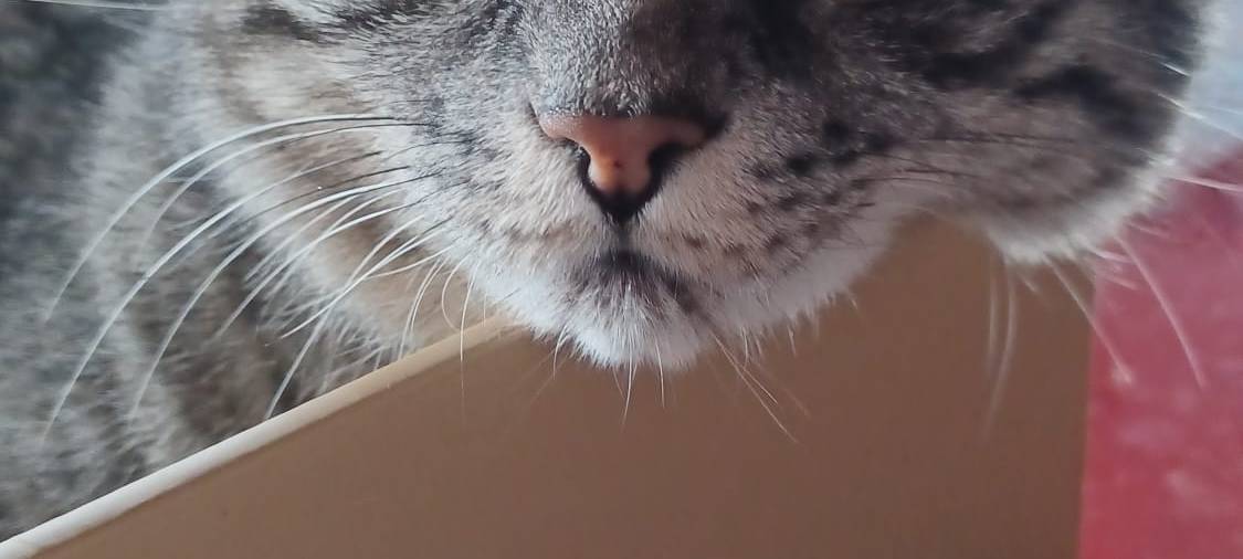 Eure schönsten Haustier-Fotos zum „Liebe-dein-Haustier-Tag“