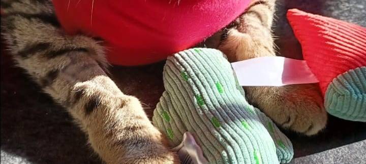 Eure schönsten Haustier-Fotos zum „Liebe-dein-Haustier-Tag“