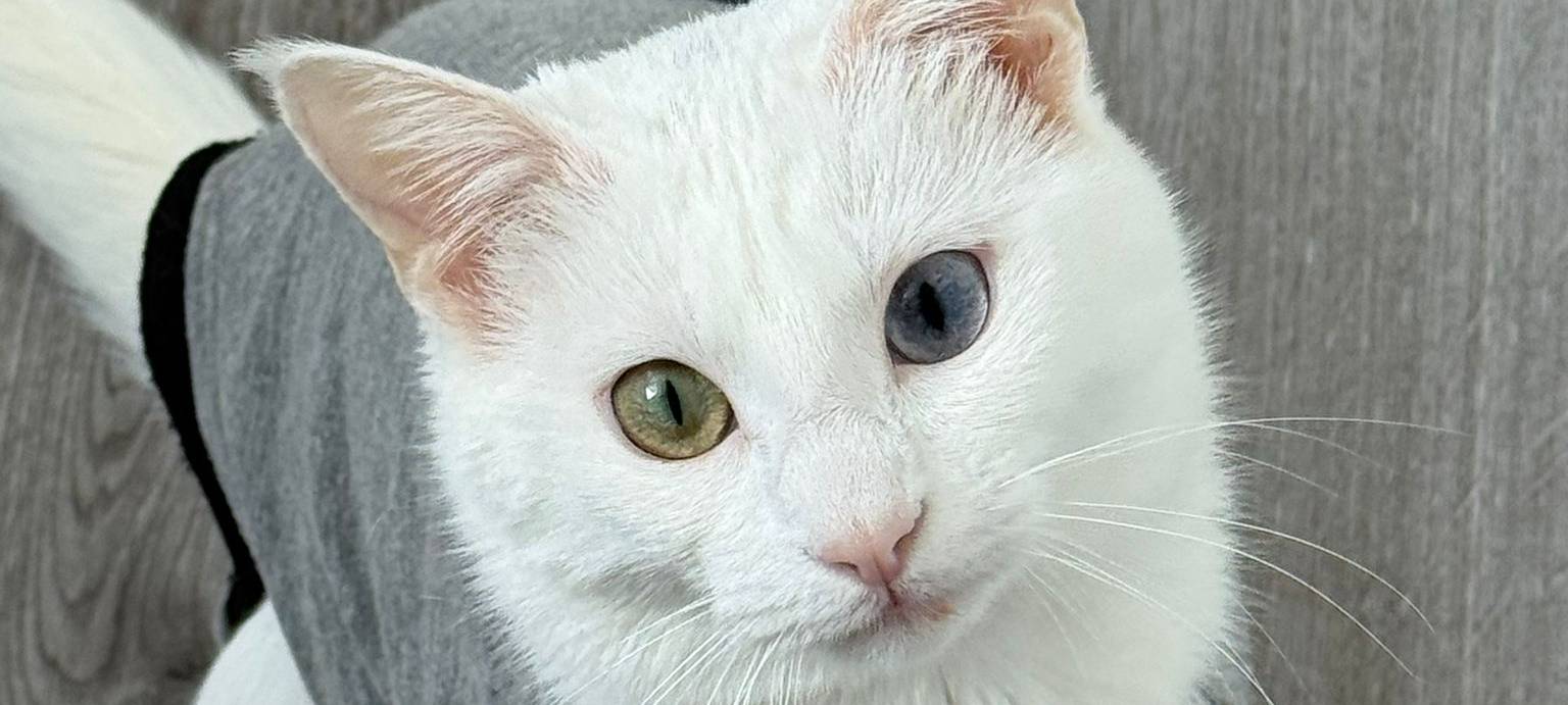 Eure schönsten Haustier-Fotos zum „Liebe-dein-Haustier-Tag“