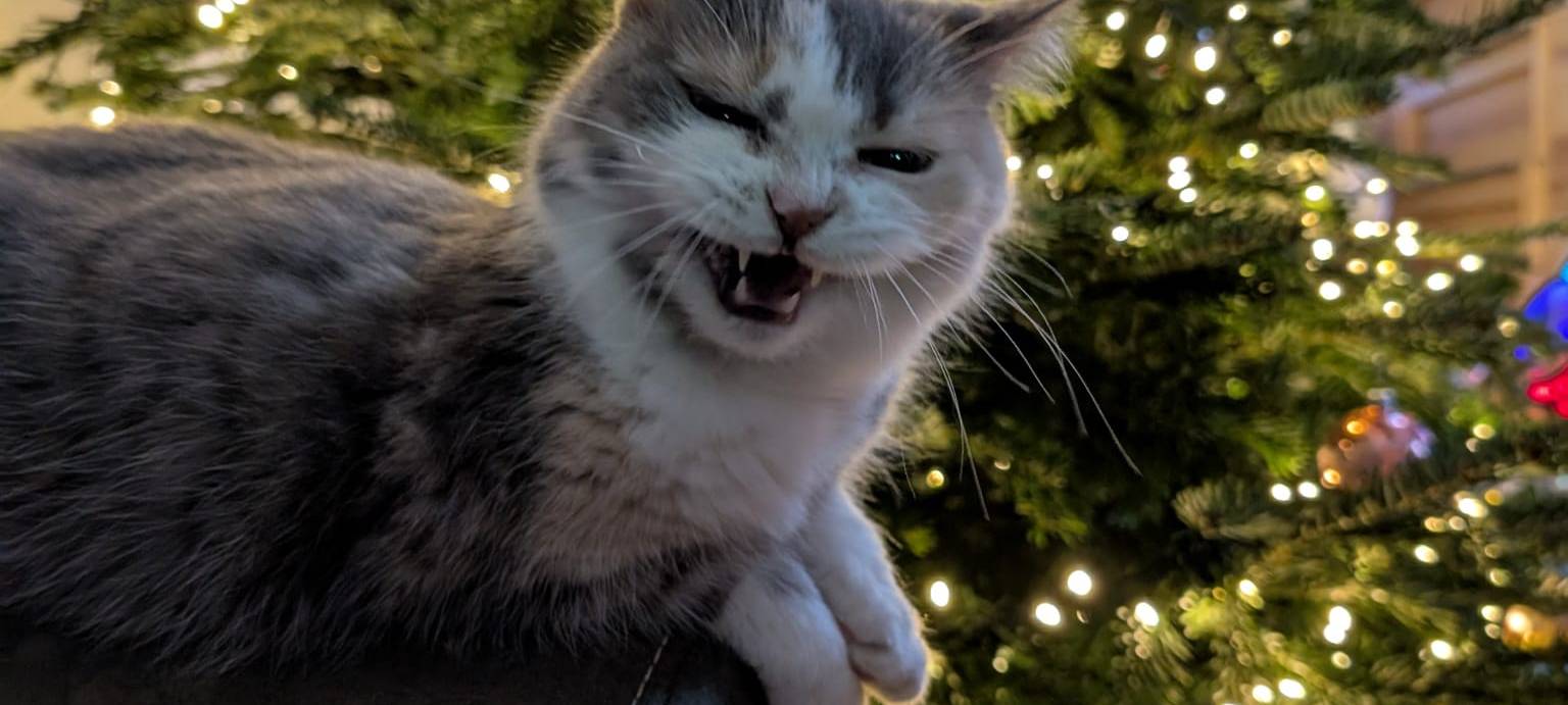 Eure schönsten Haustier-Fotos zum „Liebe-dein-Haustier-Tag“