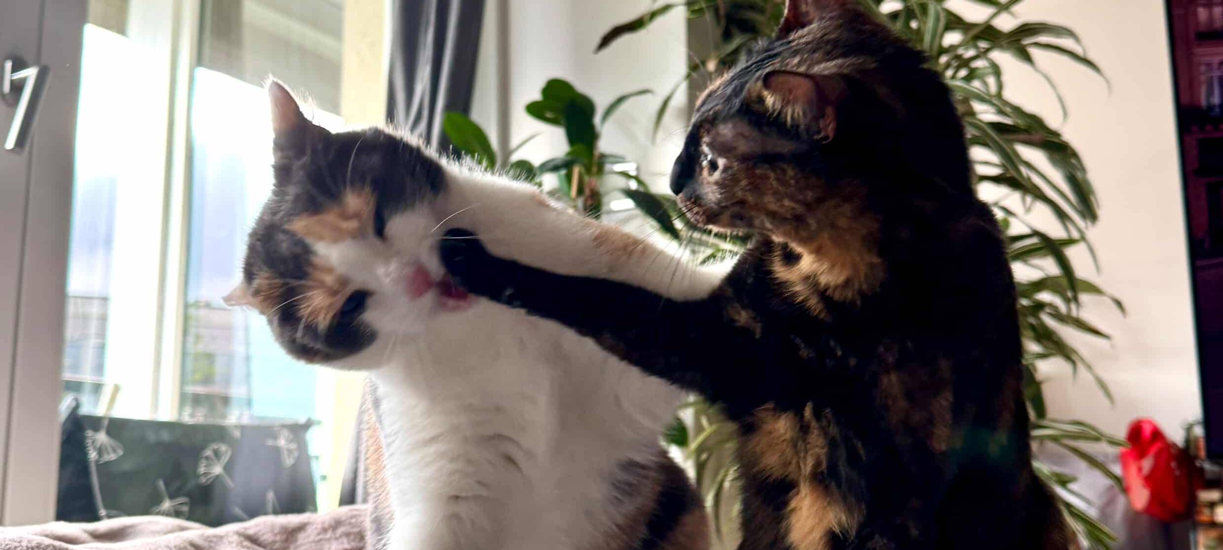 Ginas Katzen Tiara und Rocky