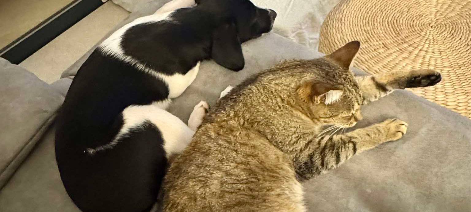 Eure schönsten Haustier-Fotos zum „Liebe-dein-Haustier-Tag“