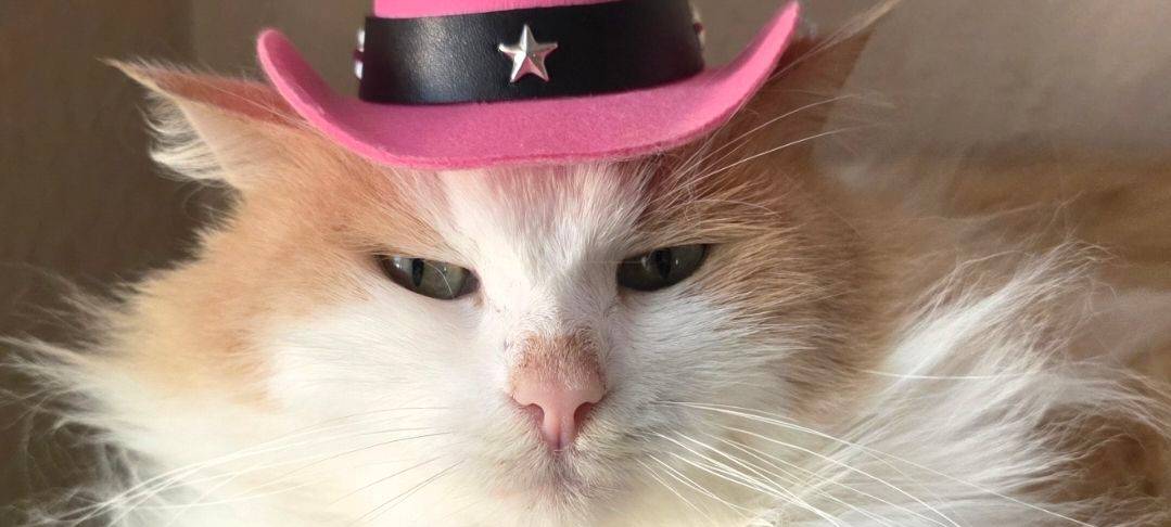 Stephanies Katze Vakja