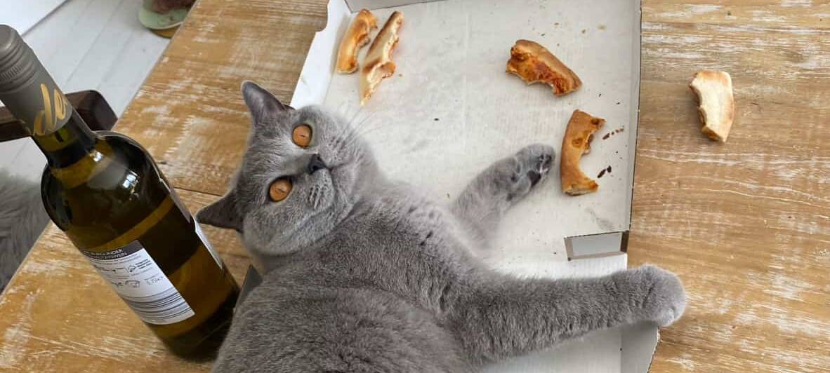 Eure schönsten Haustier-Fotos zum „Liebe-dein-Haustier-Tag“