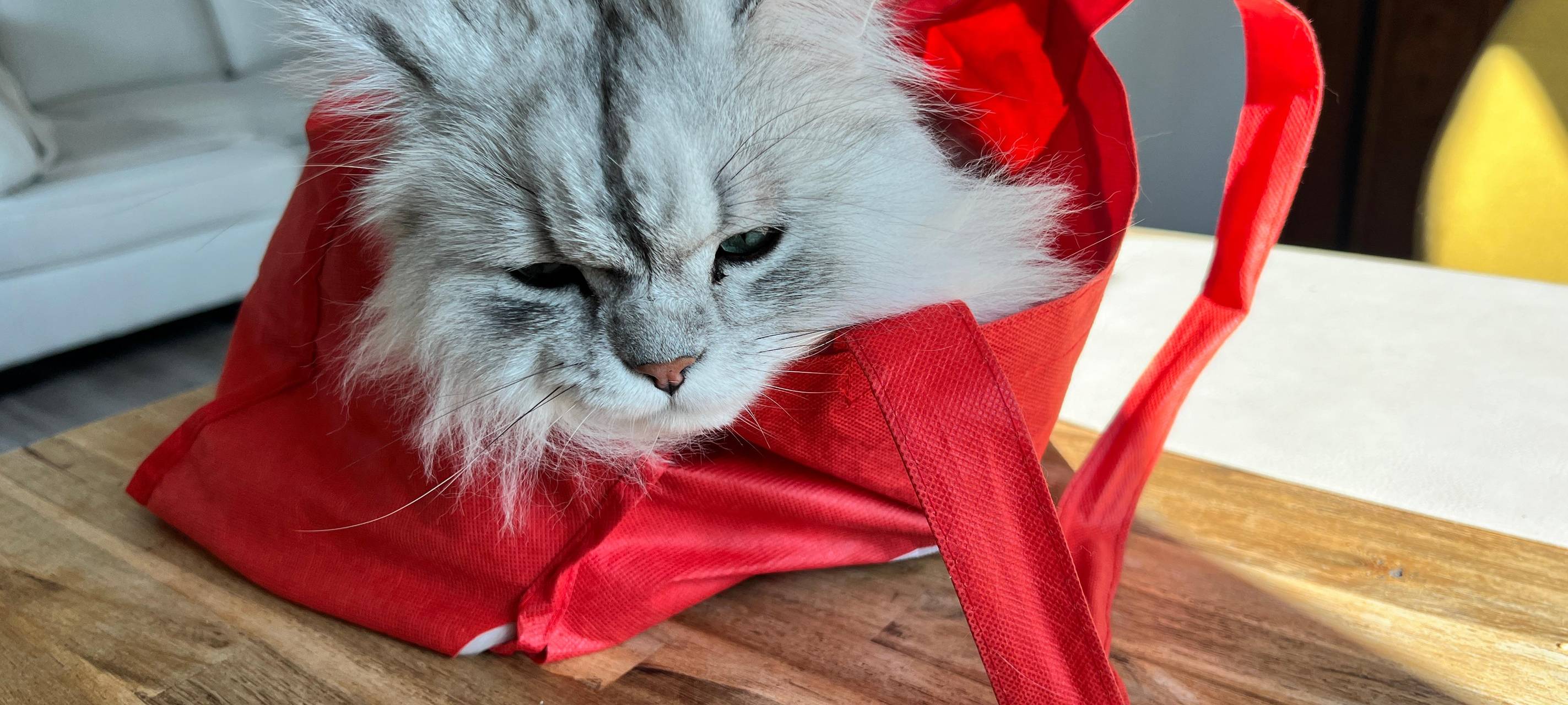 Eure schönsten Haustier-Fotos zum „Liebe-dein-Haustier-Tag“