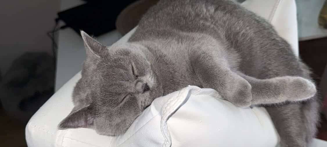 Eure schönsten Haustier-Fotos zum „Liebe-dein-Haustier-Tag“